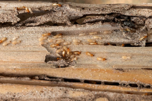 Best Affordable Pest Control Services  in Oquawka, IL