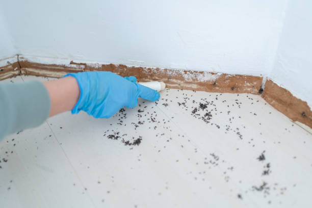 Best Cockroach Control Services  in Oquawka, IL